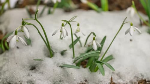 Melting Snow and Blooming Snowdrop Flower in Spring