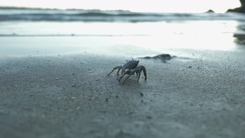 Crab Walks Slowly Along Seashore