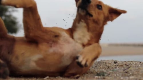 Une prise de vue en angle bas sur trépied d'un chien sans-abri loufoque faisant un roulis vers la caméra et s'arrêtant