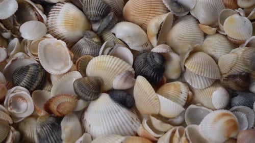 Seashells Top View