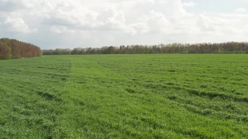 Grüne Sämlinge
