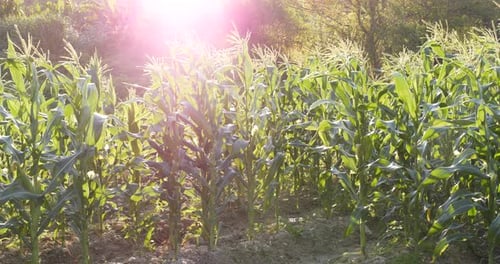 Corn in The Field