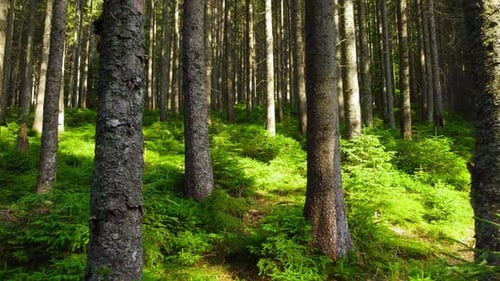 Spring Green Forest Sunny Magical Powerful Trees in the Morning Time The Sun's Rays Pass Through the