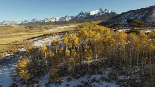 Drone footage panning away from a grove of trees in Colorado
