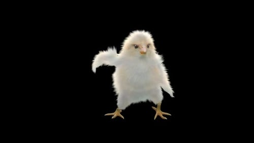 Dancing Chick Animation With Transparent Background
