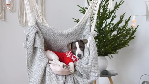 Dog Relaxing in Hammock with Christmas Tree