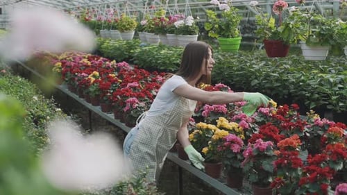 Girl sprays flowers in the garden. Caucasian woman takes care of plants by moisturizing them. Slow m
