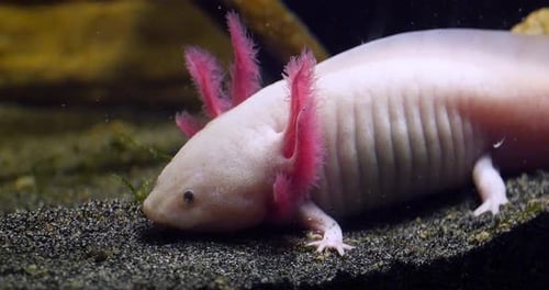Axolotl Resting Peacefully in an Aquarium