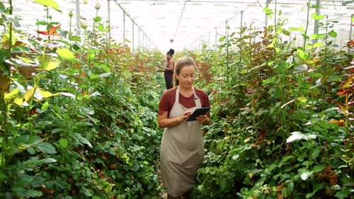 Woman Using Tablet in Rose Plant Greenhouse