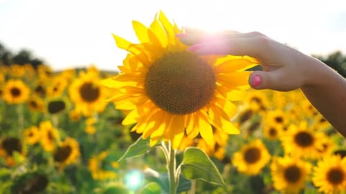 Female Hand Caress Yellow Sunflower with Floral Meadow at Background