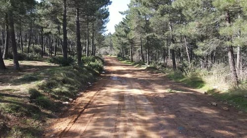Straße Forest