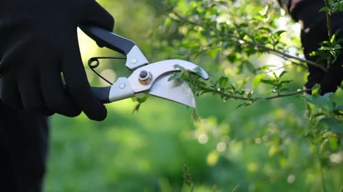 Gardening Concept Gardener with Secateurs Cutting Branches of Bushes