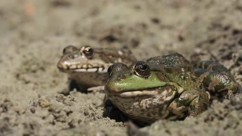 Two Frogs Sit Side By Side on the Sand Near the River Bank. Portrait of Toad