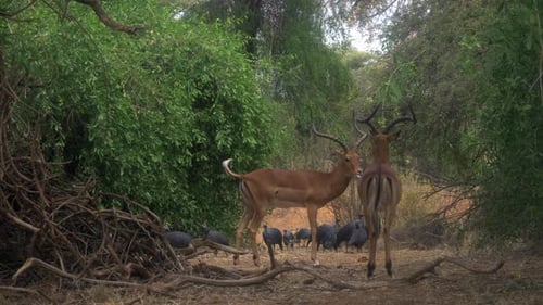 Two Impalas and Guinea Fowl in Tropical Nature