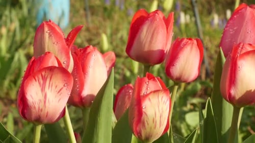 Blooming Red and White Tulips with Water Droplets