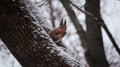 Fluffy Young Squirrel Sitting Tree Branch Winter Forest Eating Nut