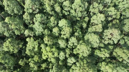 Tropischer Wald Luftbild