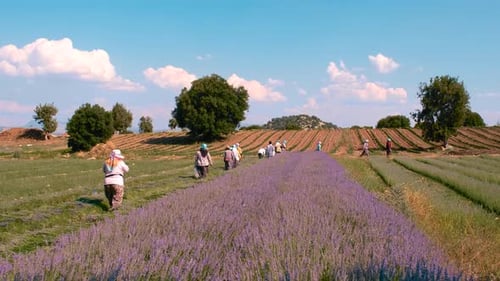 Field Workers