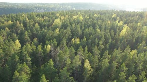 Above spring forest in the sunny day
