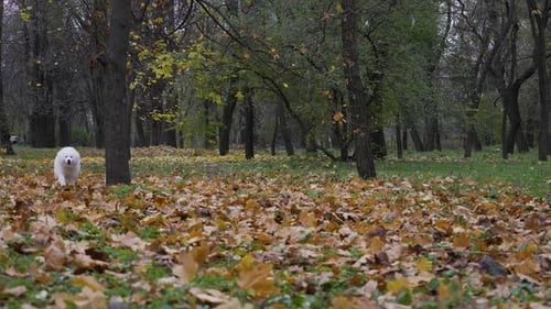 Samoyed Dog Walks in an Autumn Park on Fallen Yellow Foliage