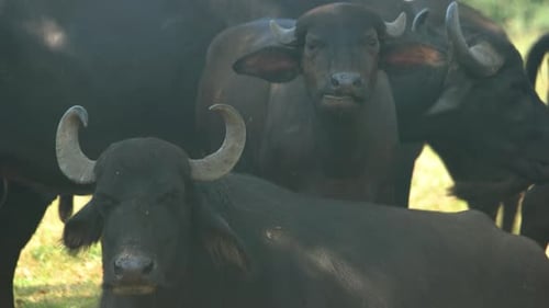 Herd of Black Bulls on a Farm Pasture