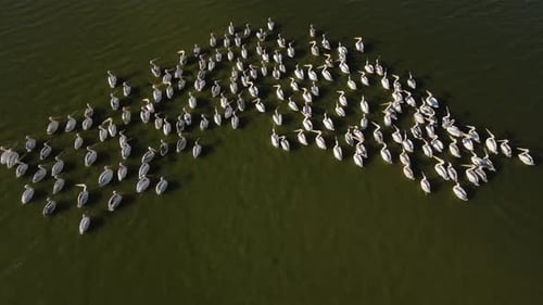 Great White Pelican