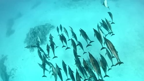 Pod of Dolphins Swimming in Clear Blue Ocean