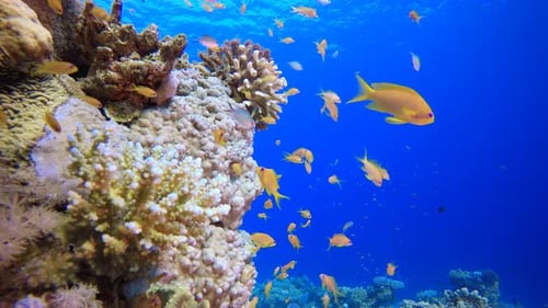 Marine Tropical Underwater Fish