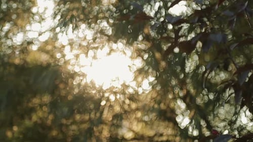Fondo de naturaleza con follaje