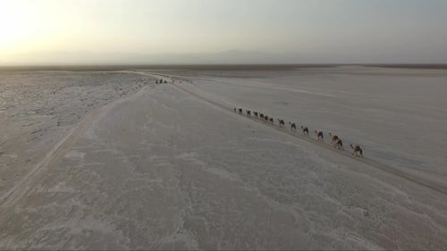 Caravane de chameaux dans le désert.