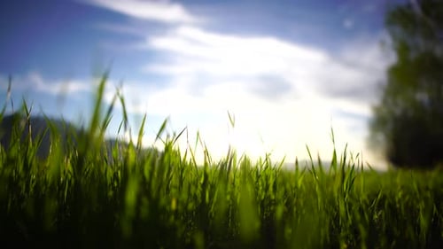 Das Feld