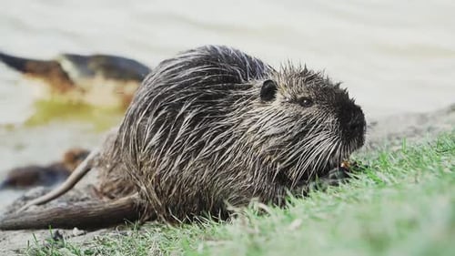 Nutria Eats on the Lawn in Front of a River