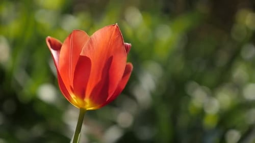 Red tulip lily plant in slow motion close-up 1920X1080 HD footage - Tulipa gesneriana flower bulb i