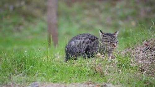 Tabby cat sitting on a grass in a garden