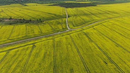 Canola Rapeseed Field. Aerial Drone Shot.