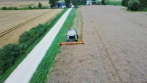 Harvester Threshing Rape With Ripe Rapeseed Beans on the Field. Flying Over Combine Harvester Thresh