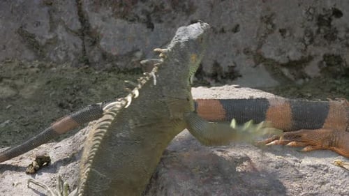 Iguana sunbathing on the stone