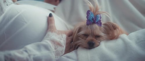 Dog Relaxing with Purple Butterfly Hair Clip