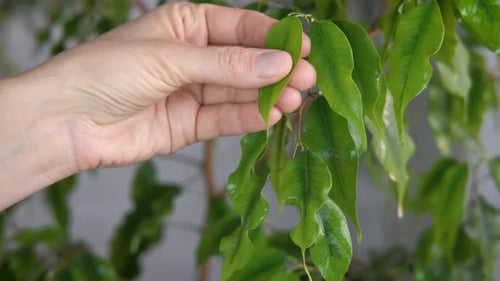 Hand Touching Leaf on a Green Houseplant