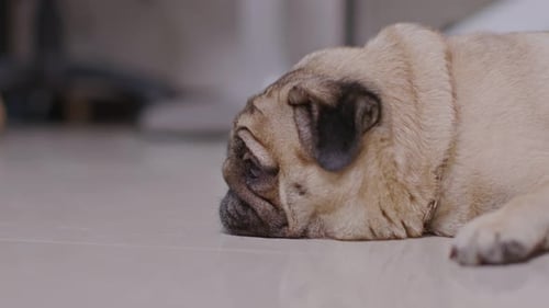Resting Pug Lying on Floor Indoors