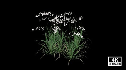 Leaning Meadow Grass Growing