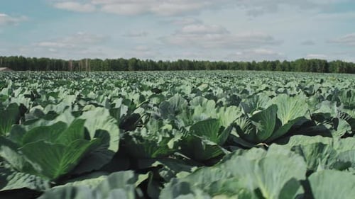 Kohl wächst auf Farmfeld