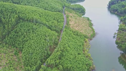 Vue aérienne des plantations d'arbres à papier par la route le long du lac Creek