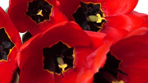 Vibrant Red Tulips in Close Up Bloom