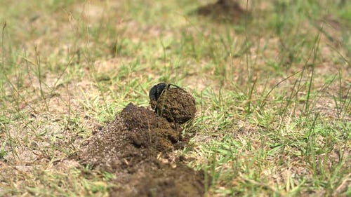 Scarab Beetle Rolling a Ball of Dung