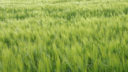 Spikelets of Young Green Wheat Swaying on the Wind