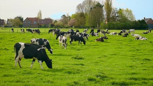 Kühe grasen auf der Weide