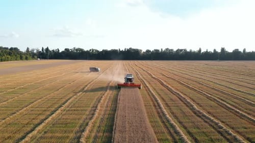 The harvester harvests wheat on a large field