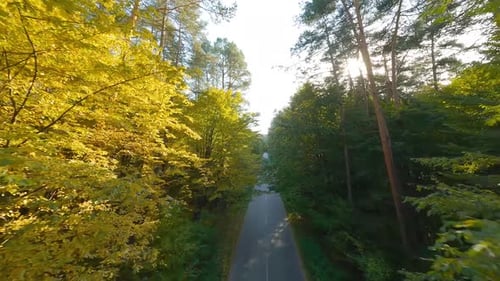 Smooth Flight Close to Branches of Trees Along the Road