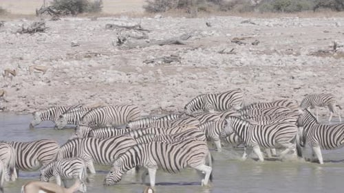 Zebras and Springboks Drinking at African Watering Hole